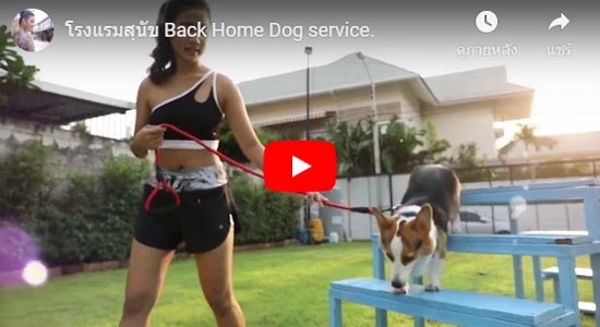 Back Home Dog Hotel